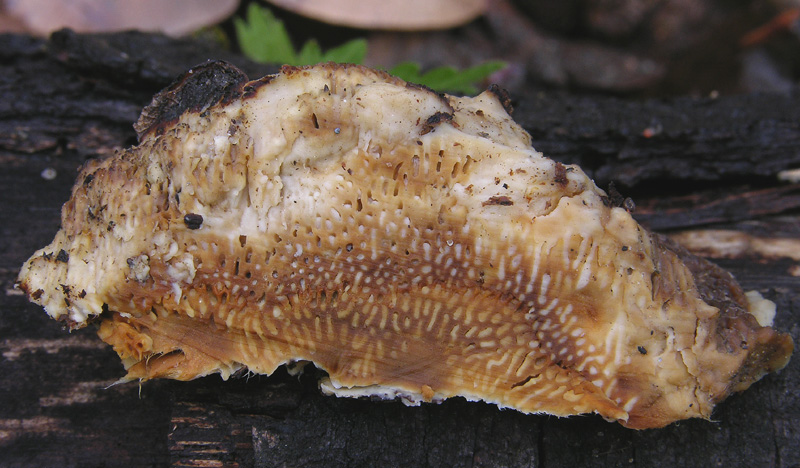 Da det.1 .Dichomitus campestris? (Diplomitoporus flavescens)